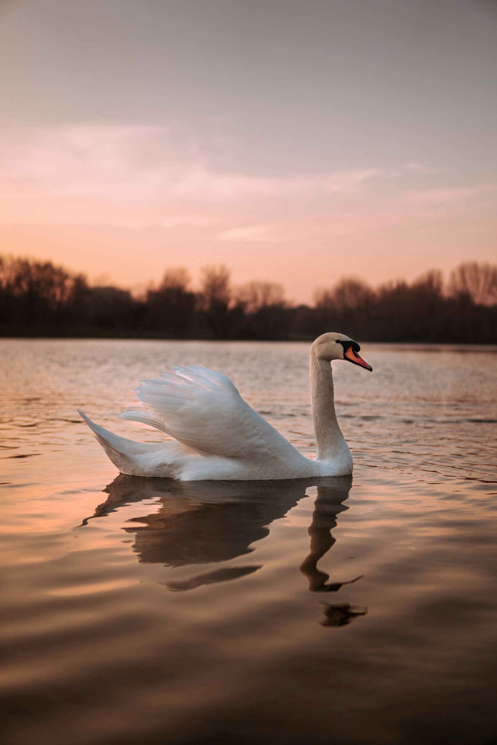 Swan on a lake with sepia silhouetted nature background