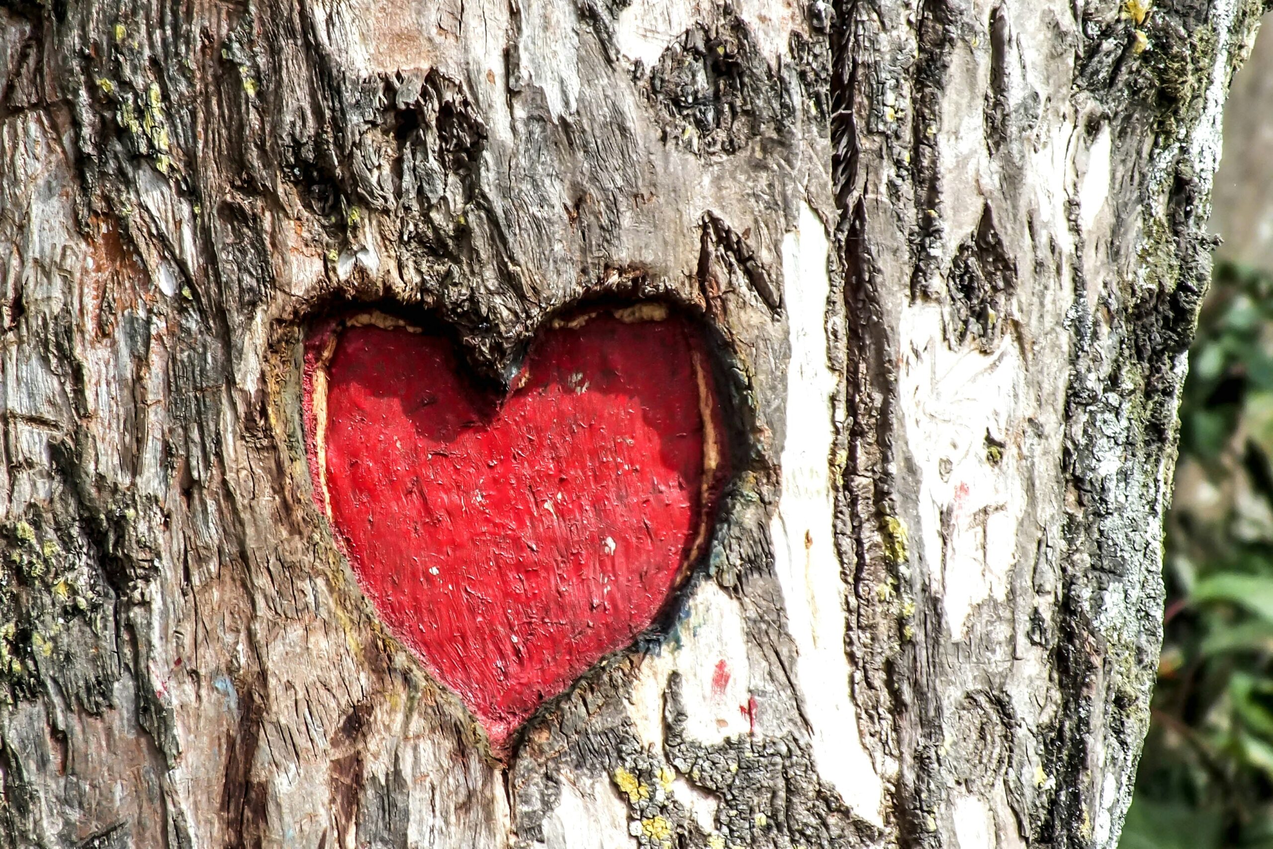 Picture of a red painted heart carved into a tree trunk