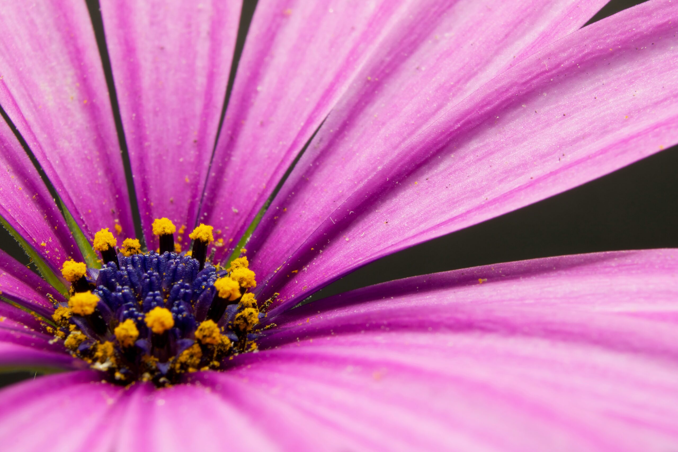 Macro picture of the right hand side of a bright pink flower with a blue and yellow centre