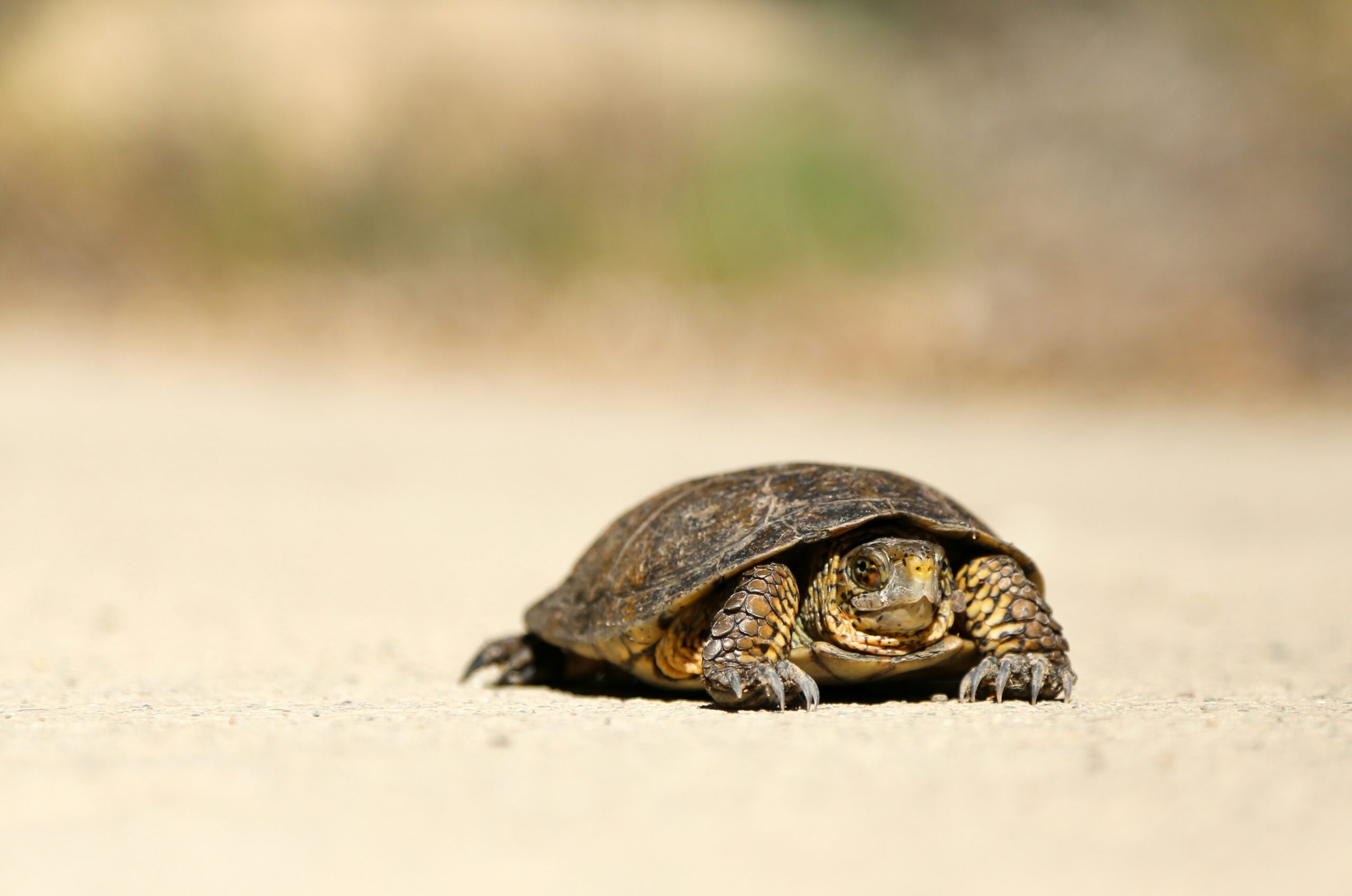 Photo of tortoise on ground