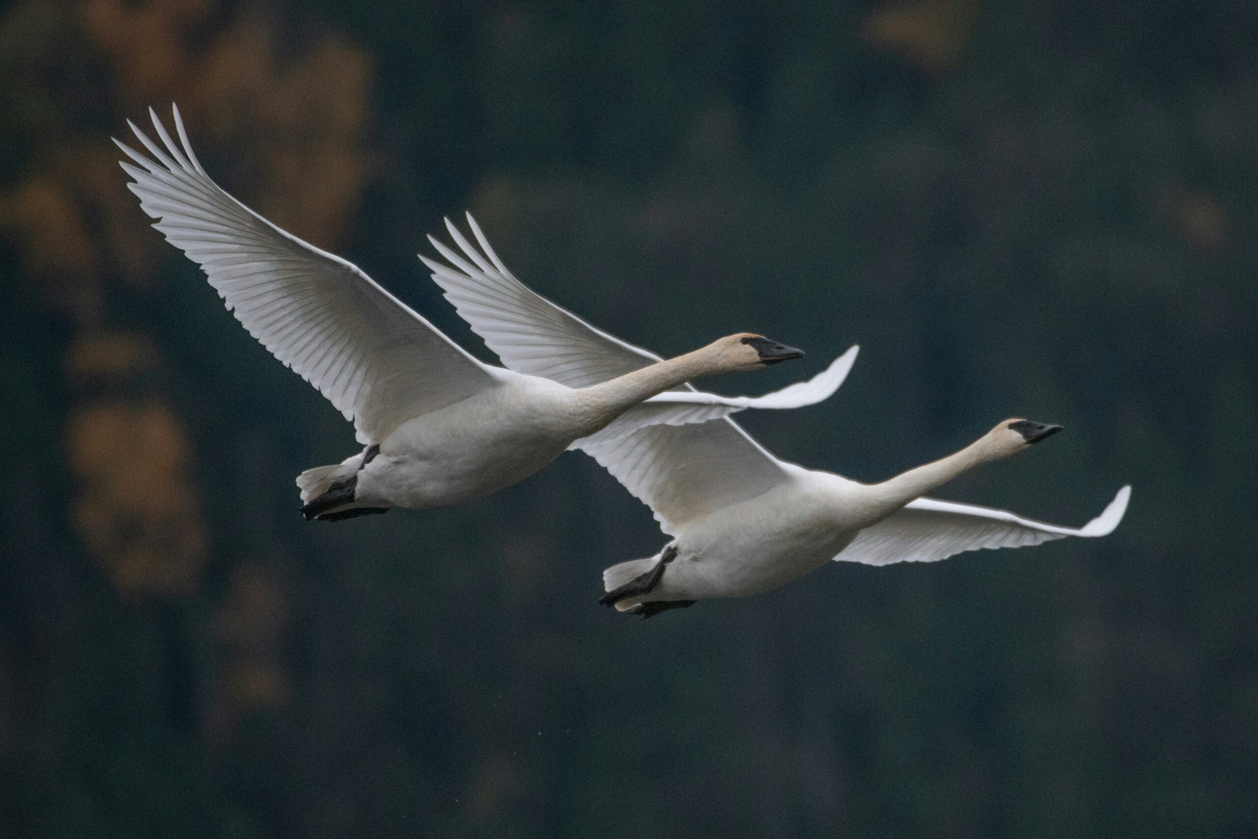 Black and white photo of two geese flying together