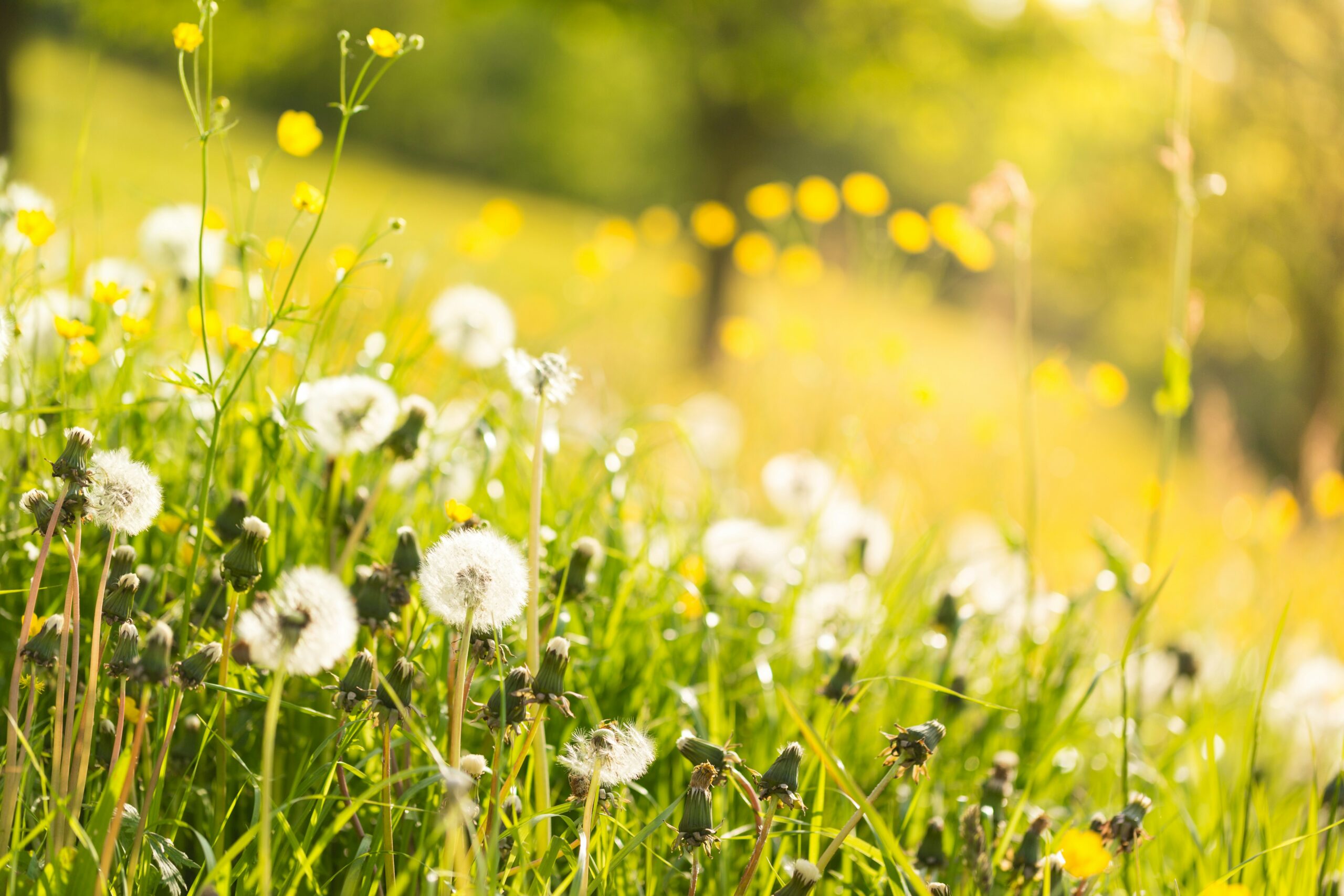 Photo of a bright Spring meadow with dandelions and buttercups in a golden light