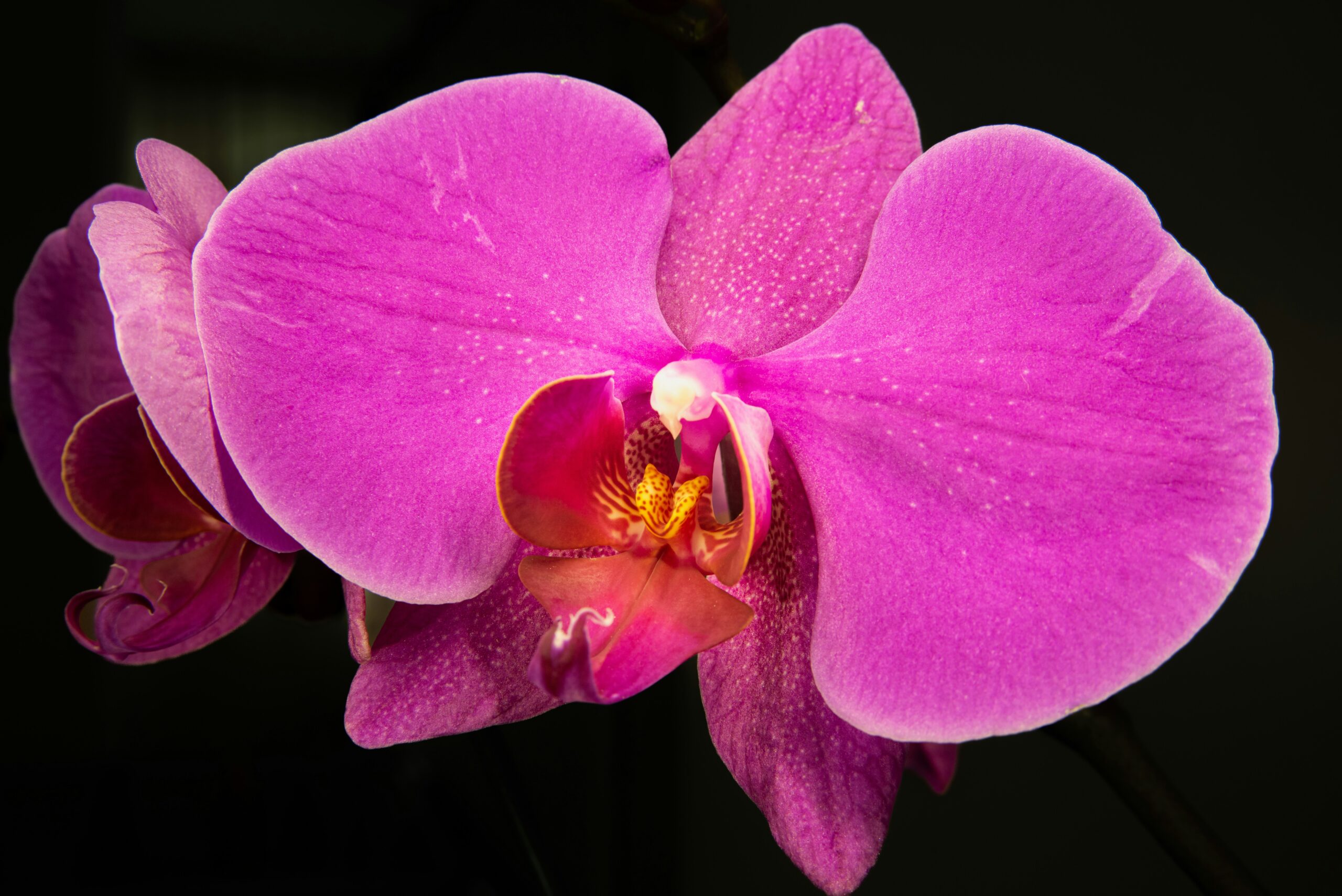 Image of cerise pink orchard on black background.