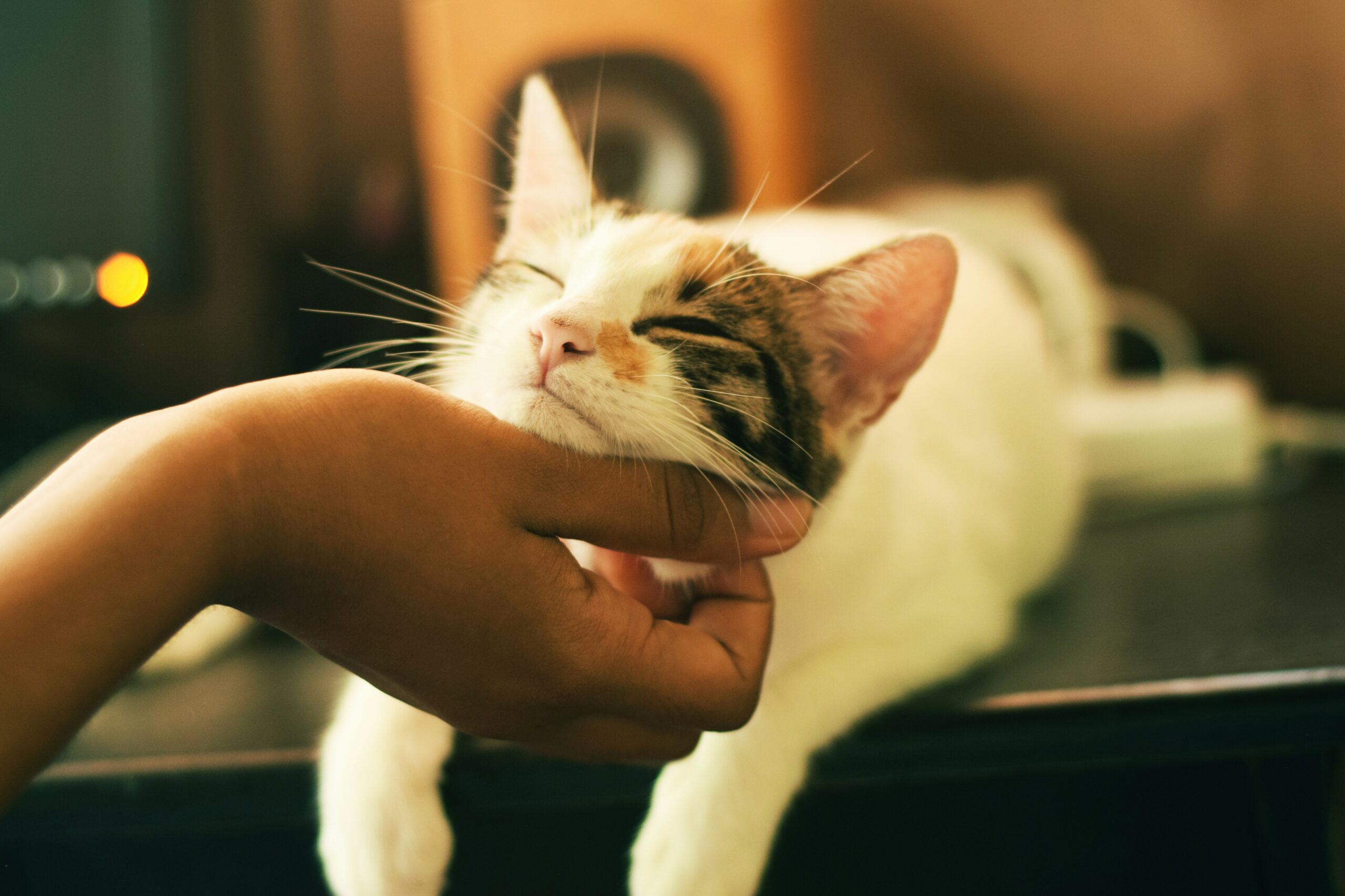 Image of a white and tortoiseshell cat being stroked under the chin