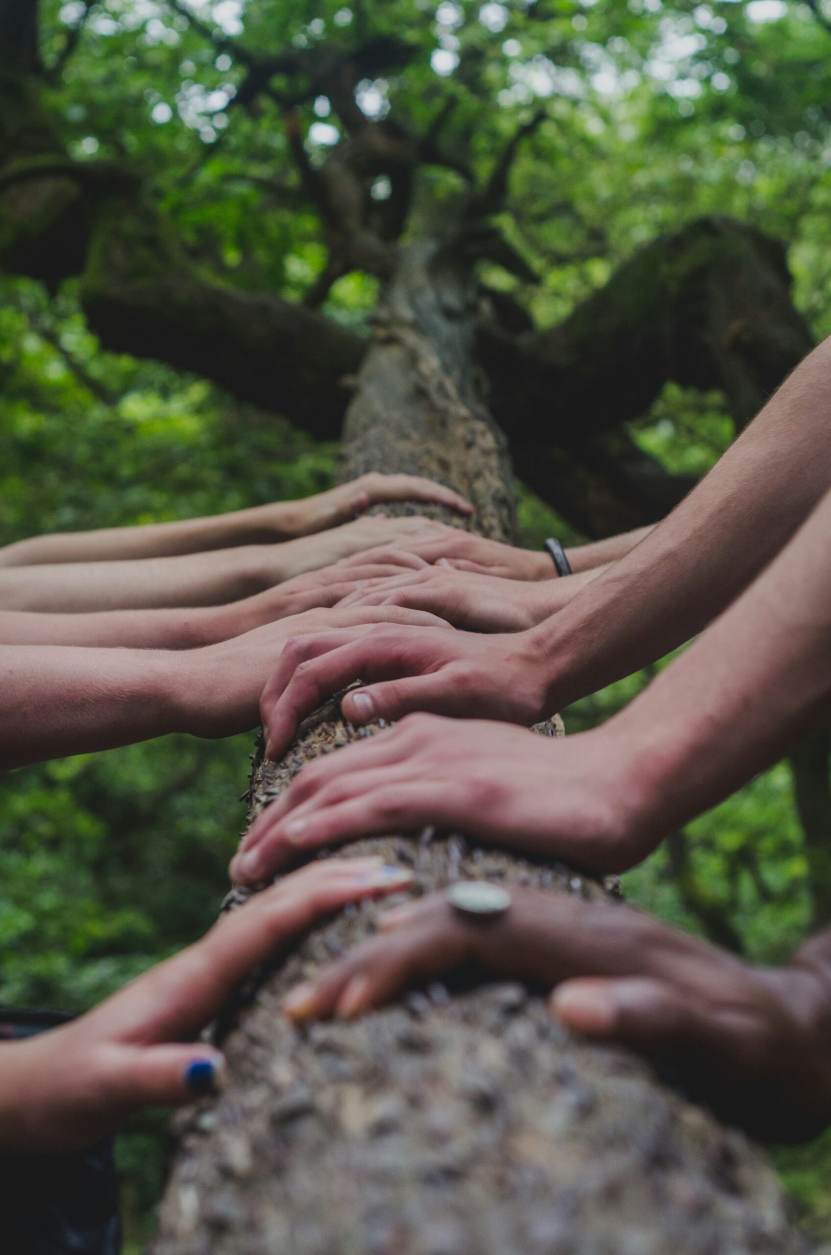 Photo of lots of different hands on a tree bark.